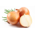 Fresh agricultural products onion yellow exporter